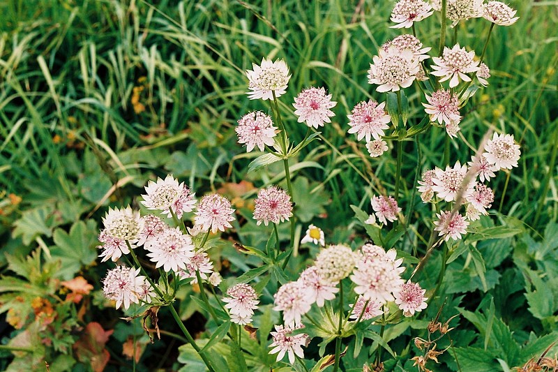 Achille millefeuille - Achillea millefolium