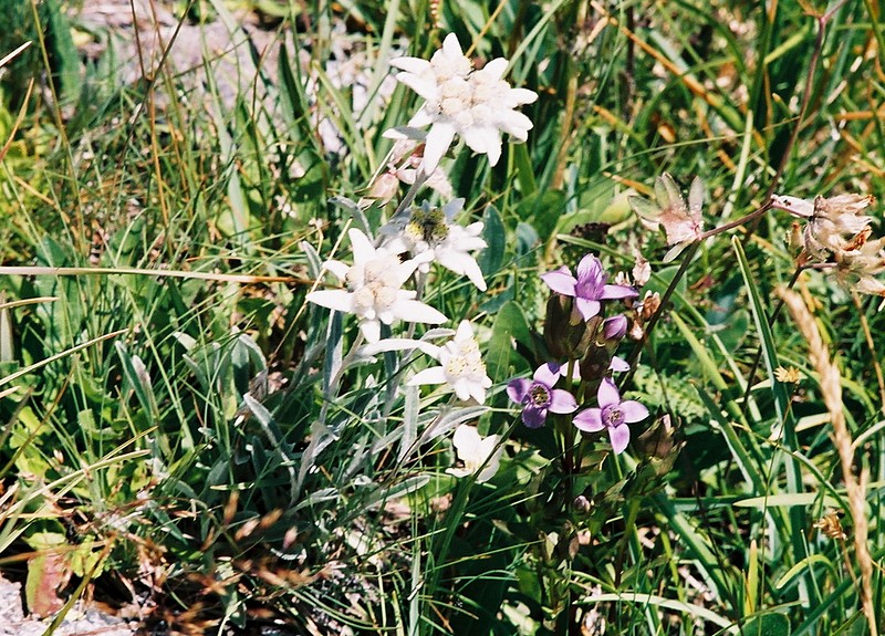 Achille millefeuille - Achillea millefolium