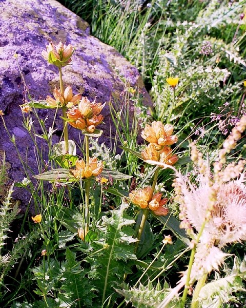 Achille millefeuille - Achillea millefolium