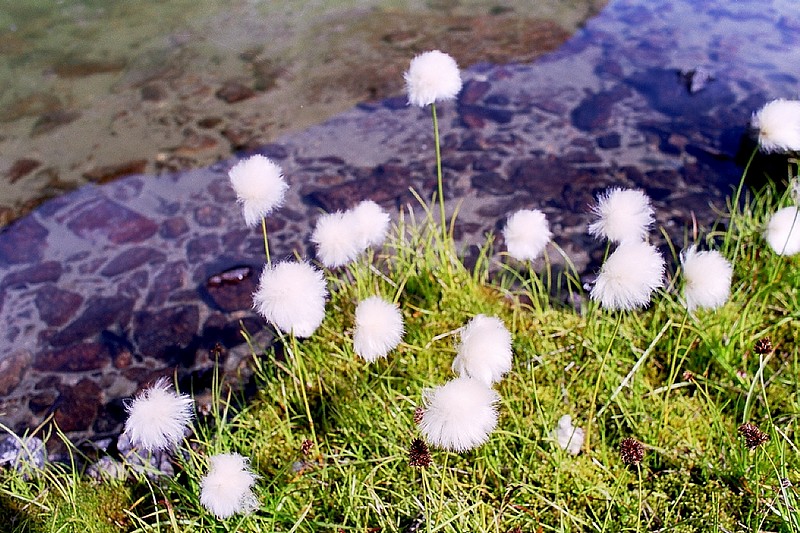 Achille millefeuille - Achillea millefolium