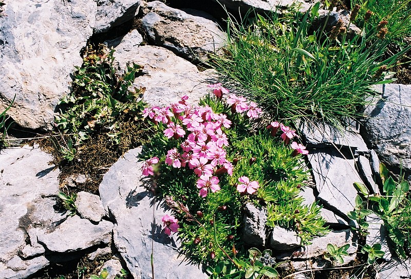 Achille millefeuille - Achillea millefolium