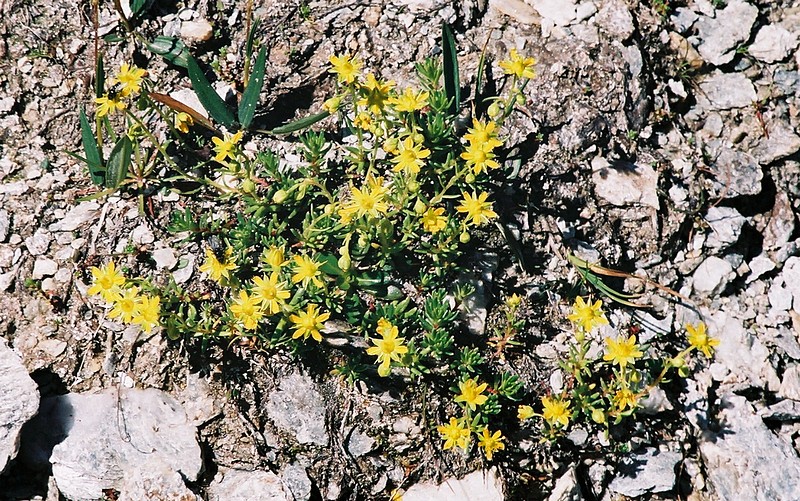 Achille millefeuille - Achillea millefolium
