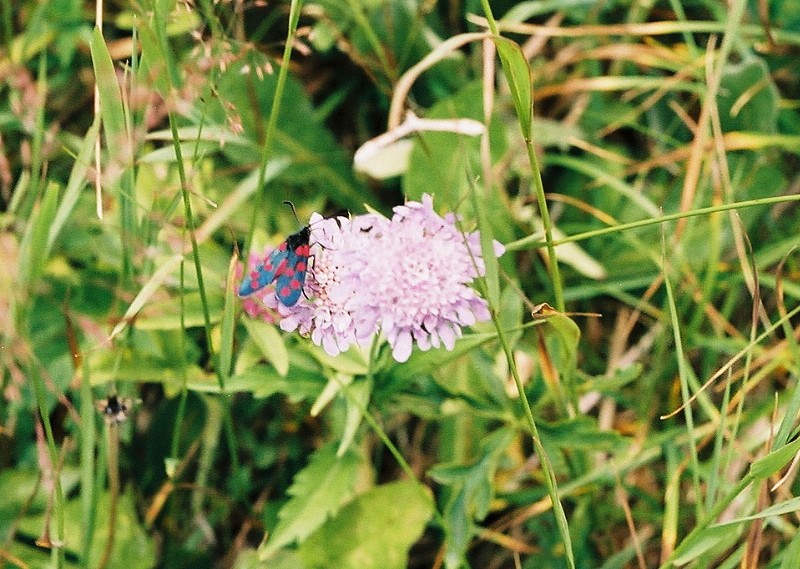 Achille millefeuille - Achillea millefolium