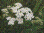 Herbe au charpentier - achillea millefolium