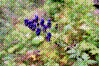 Aconit paniculé