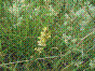 Herbe de Saint Guillaume - agrimonia eupatoria
