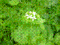 Alliaire officinale - alliaria petiolata
