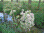 Angélique sauvage - Herbe aux anges - angelica sylvestris