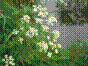 Cerfeuil sauvage - anthriscus sylvestris