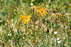 Arnica des montagnes