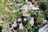 Aster des alpes