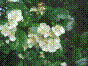 Aubépine épineuse - crataegus laevigata
