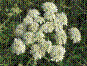 Grande berce commune - heracleum sphondylium