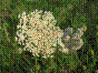 Grand boucage - pimpinella major