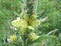Cierge de Notre-Dame - verbascum thapsus