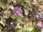 Brunelle vulgaire - prunella vulgaris
