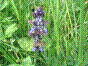 Bugle de Genève - ajuga genevensis