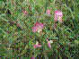 Bugrane rampante - ononis repens