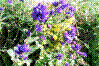 Campanule agglomérée