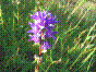 Campanule à fleurs en tête - campanula glomerata