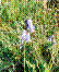 Campanule barbue