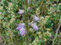 Campanule étalée - campanula patula