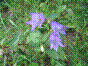 Campanule gantelée - campanula trachelium