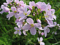 Cressonnette - cardamine pratensis