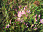Gentianelle - Herbe à la fièvre - Herbe au centaure - centaurium erythraea
