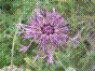 Centaurée scabieuse - centaurea scabiosa