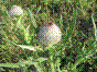 Cirse laineux - cirsium eriophorum