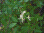 Chèvrefeuille grimpant - lonicera periclymenum