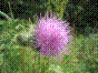 Cirse lancéolé - cirsium vulgare - cirsium lanceolatum