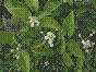 Vigne blanche - Herbe aux gueux - clematis vitalba