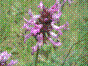 Calament clinopode - clinopodium vulgare