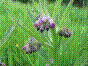 Grande Consoude - Herbe à la coupure - symphytum officinale