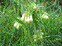 Grande Consoude - Herbe à la coupure - symphytum officinale