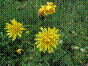 Crépis des marais - crepis paludosa
