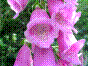 Gant de Notre-Dame - digitalis purpurea