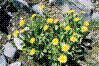 Doronic à grandes fleurs