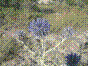Oursin bleu - chardon bleu - echinops ritro