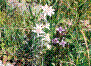 Edelweiss