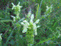 Epiaire raide - Crapaudine - stachys recta