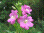 Epilobe velu - Epilobe hérissé- epilobium hirsutum