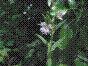 Epilobe des marais - epilobium palustre