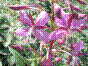 osier fleuri - epilobium angustifolium