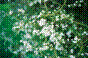 Prunellier - prunus spinosa