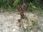 Epipactis - epipactis atrorubens