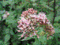 Eupatoire chanvrine - eupatorium cannabinum