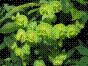 Euphorbe des bois - euphorbia amygdaloides